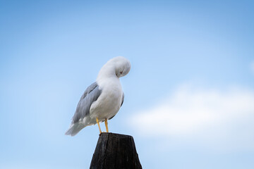 Seagull standing on a wooden post and cleaning its feathers. Yellow-legged gull (Larus michahellis) standing on a wooden post in Venice and cleans its plumage. Elegant 