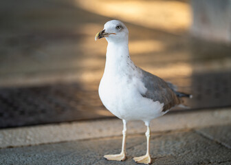 Seagull at the fish market after market day. Yellow legged gull ( (Larus michahellis) scavenge for the fish scraps at the Rialto Fish Market during golden hour. 