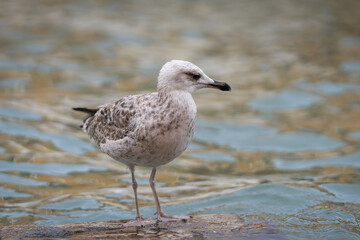 The young seagull photographed in Venice. Juvenile yellow-legged gull (Larus michahellis) standing on the banks of a Venetian canal. Wildlife of Venice.