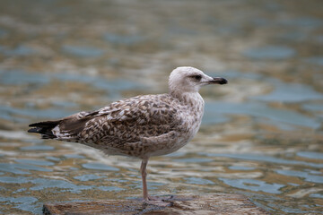 The young seagull photographed in Venice. Juvenile yellow-legged gull (Larus michahellis) standing on the banks of a Venetian canal. Wildlife of Venice.
