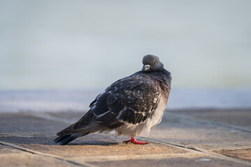 City dove or Feral pigeon (Columba livia domestica) with orange eye on the banks of a Venetian canal. The city pigeon photographed in Venice. Wildlife of Venice.