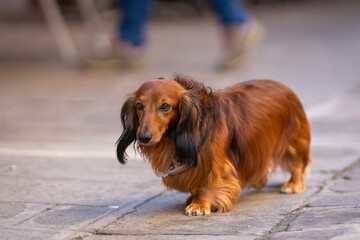 Red Long-haired Dachshund dog portrait. Portrait of long-haired dachshund of red color on a walk in...