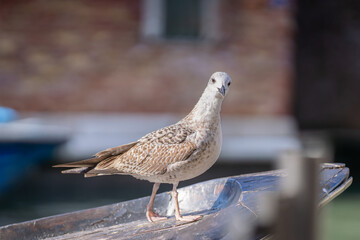 First-year seagull on a boat in Venice. Juvenile yellow-legged gull (Larus michahellis) standing on the boat as a  figurehead. 