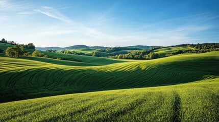 Fototapeta premium Rolling hills landscape with lush green fields under a clear blue sky, peaceful scenery