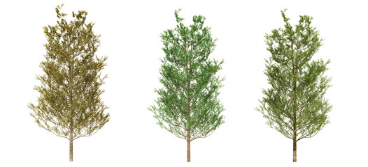 Fototapeta premium Three Trees of Different Green Hues, Green, Dark Green, and Brownish Green