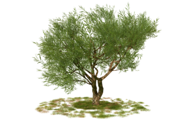 Single olive tree isolated on black background