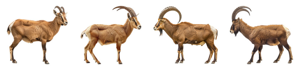 Fototapeta premium Set of Isolated Mountain Goats in Various Poses on Transparent Background