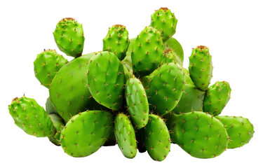 Fototapeta premium PNG Cactus plant white background freshness.
