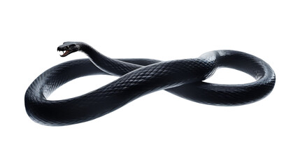 Naklejka premium snake reptile isolated on white