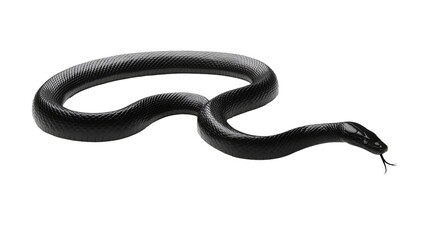 Obraz premium snake reptile isolated on white
