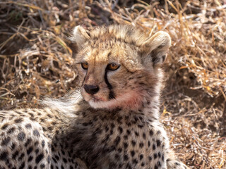 Head of a young cheetah (Acinonyx jubatus), photographed in the Serengeti National Park in Tanzania.