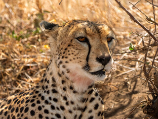 Head of a beautiful female cheetah (Acinonyx jubatus), photographed in the Serengeti National Park...