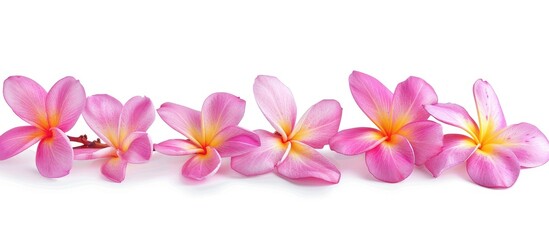 Naklejka premium Frangipani Isolated On White Background