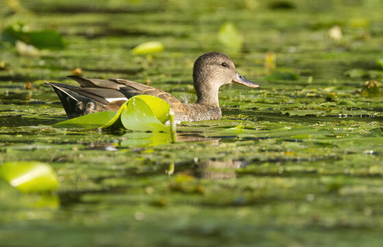 cute gadwall on the pond, gadwall in the pond surrounded by water lilies, leaves of pond lilies around a gadwall, swimming duck in the lake