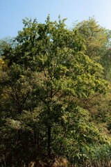 Fototapeta premium trees in the forest