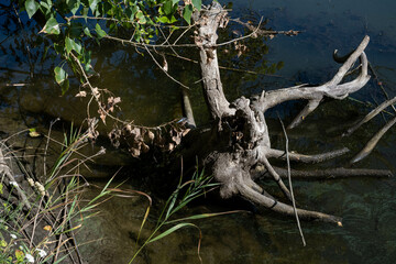 roots of a tree in water