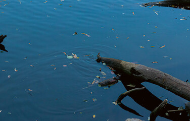 a snake swims in the water near a tree