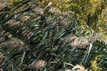 reeds on the shore