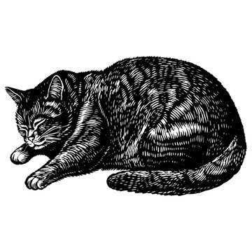 recommend clip art: 太った眠る猫の銅版画のベクターイラスト。