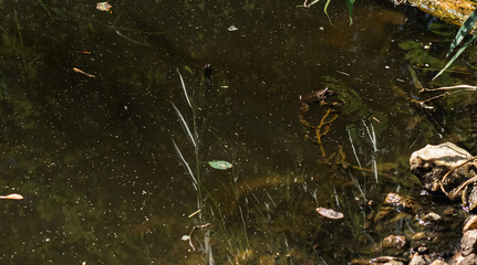 frog in the water