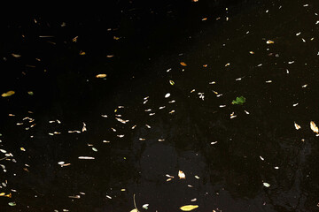 fallen leaves in the water