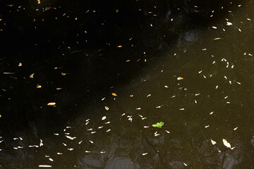 fallen leaves in the water