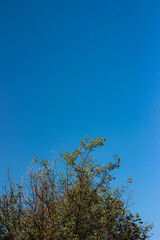 tree branches against blue sky