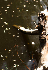 dragonfly on a branch