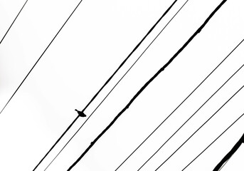 background with power lines and bird