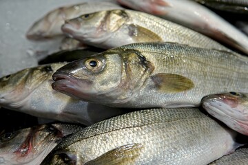 Des petits bars d'élevage sur l'étalage d'une poissonnerie	