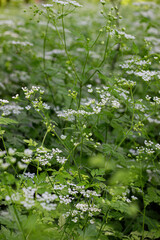 green leaves in the forest