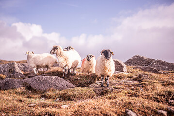 Obraz premium Mouton à tête noire
