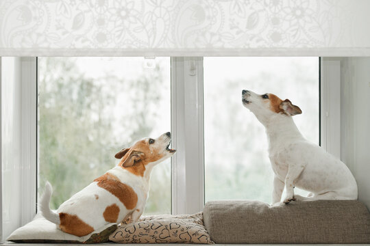 Two dogs in an window, howling, guarding and barking at what they see outside. Sad with out owner.