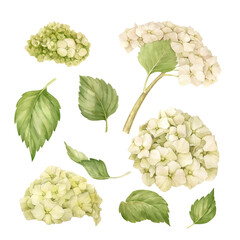 Set of watercolor hydrangea flowers with leaves.