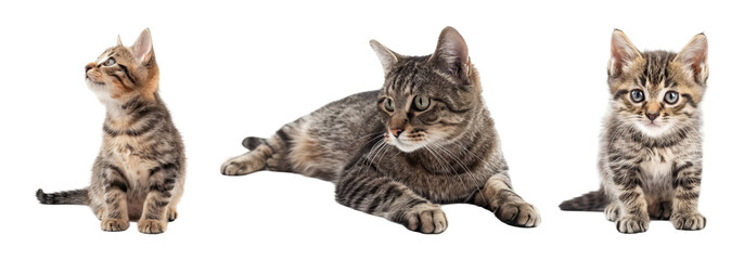 Three Adorable Tabby Cats on a Transparent Background