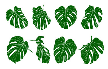 minimalistic set of green tropical monstera leaves, close-up of detailed tropical plant leaf in different angles, various exotic jungle elements © Ольга Салабута