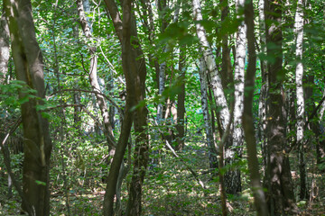 Fototapeta premium In a dark shady forest on a sunny day.