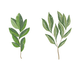 An exquisite and artistic collection of handpainted green leaves and beautiful foliage