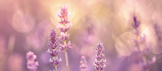 Obraz premium Digital Fine Art Munstead Lavender Flower Soft Focus Background