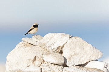 A desert wheatear (Oenanthe deserti) perched on a pile of rocks.
