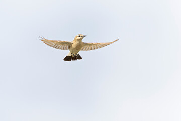 An isabelline wheatear (Oenanthe isabellina) in flight.