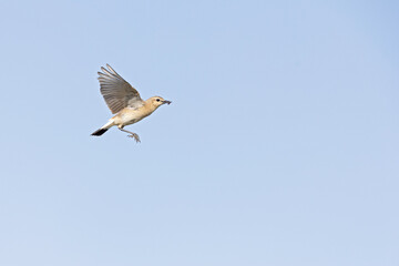 An isabelline wheatear (Oenanthe isabellina) in flight.