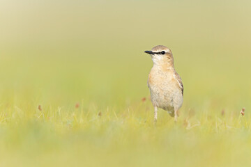 An isabelline wheatear (Oenanthe isabellina) foraging in a meadow.