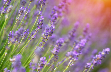 Vibrant Field of Lavender Sways Gently in Warm Sunlight During Serene Summer Evening