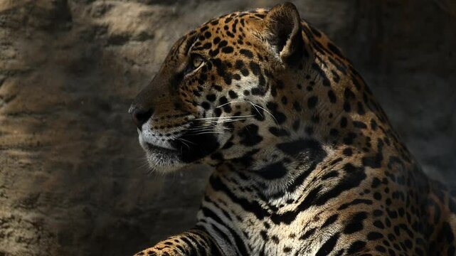 Witness the beauty of a young jaguar, leopard navigating rocky cliffs bathed in morning sunlight, showcasing their grace and power in nature