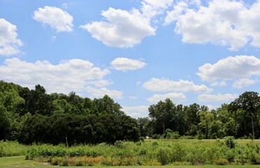 The white clouds over the trees of the woods.