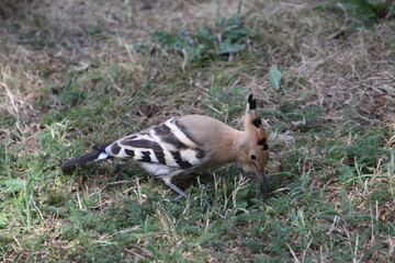 ave poupa - Upupa epops 