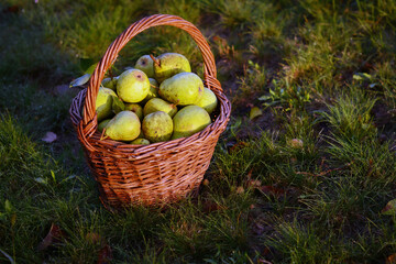 Top view of pears in basket, autumn, Czech republic.