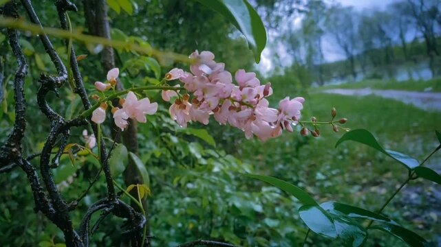 Derris trifoliata flower in the mangroves forest.