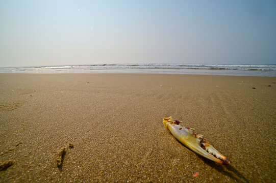 Crab claw on the sandy and clean Chandrabhaga beach, Konark, India.